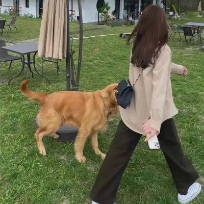 寻狗启事